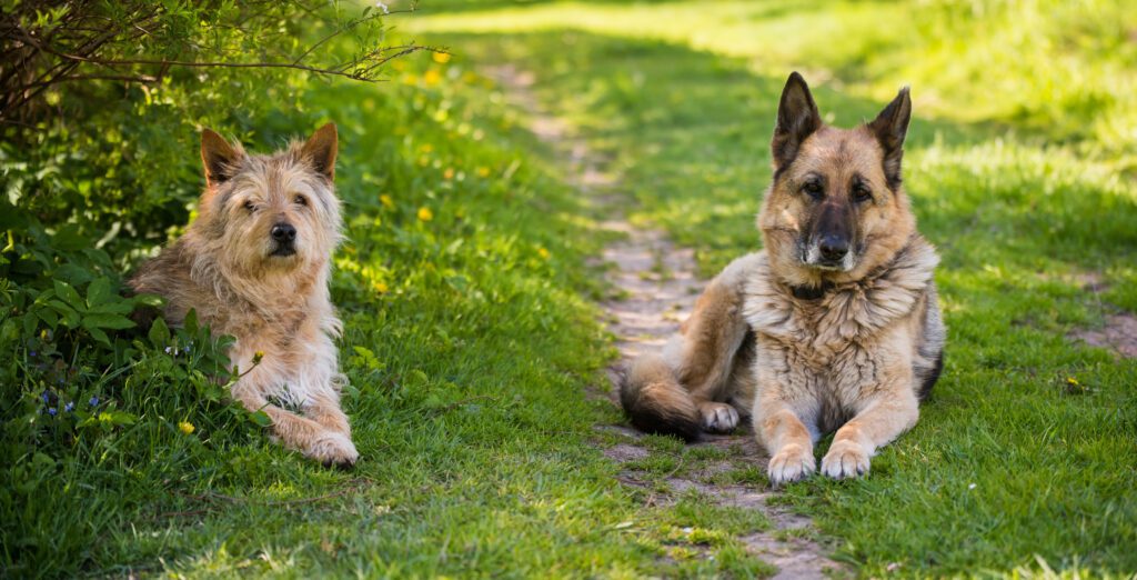 Shiloh Shepherd Dog Resting On Grassy Path Outdoors With Another Dog