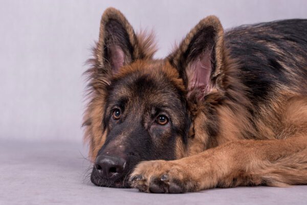 Shiloh Shepherd Lying Down With Head Resting Forward