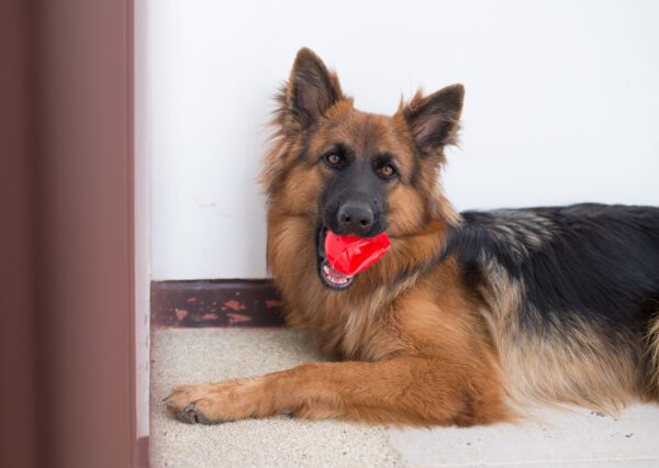 Shiloh Shepherd Lying Indoors Holding Red Toy
