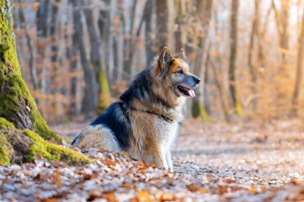 Shiloh Shepherd Lying Near Tree In Forest Setting