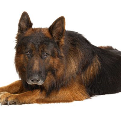 Shiloh Shepherd
