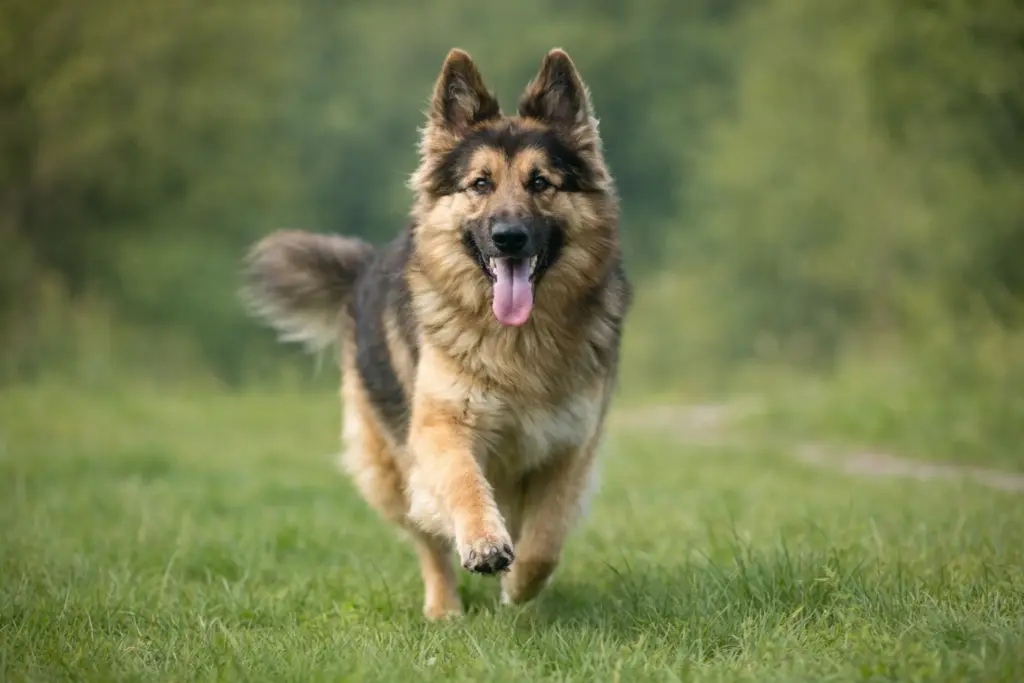 How to Adopt a Shiloh Shepherd