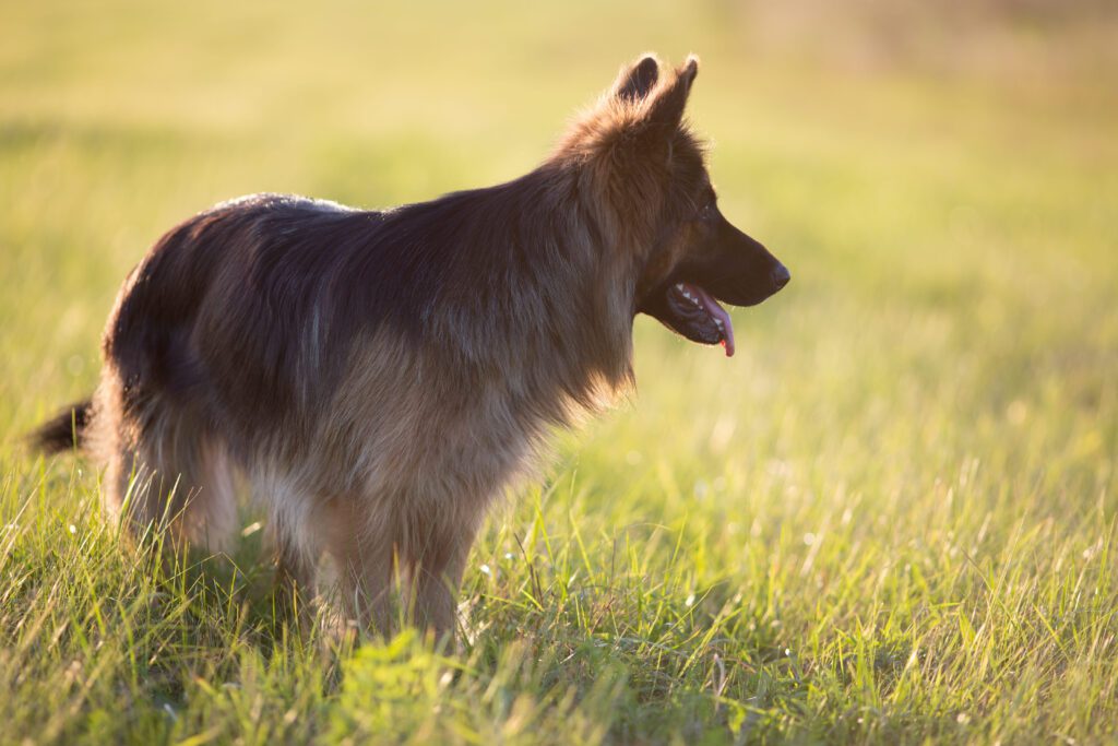 Shiloh Shepherd Standing Sideways In Sunlit Field