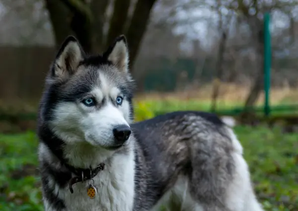 Siberian Husky Close Up With Blue Eyes Outdoors