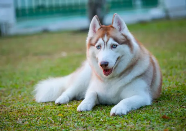Siberian Husky Lying On Grass Looking Forward
