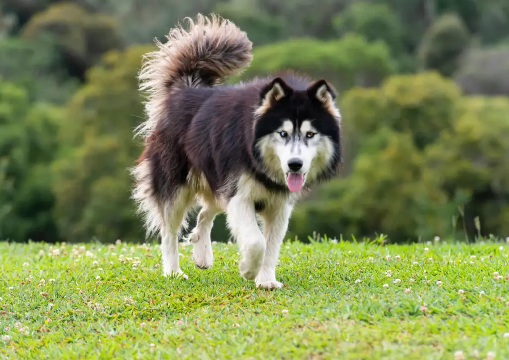 Siberian Husky Standing On Grass In Green Park