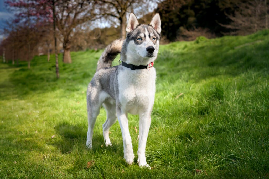Siberian Husky Standing On Grassy Hill Outdoors