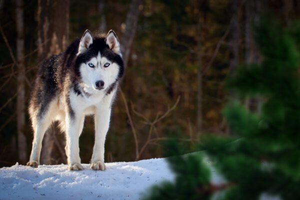 Siberian Husky Standing On Snow In Forest