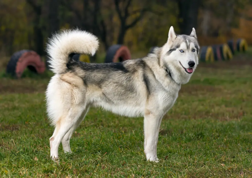 How to Adopt a Siberian Husky