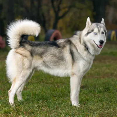 Siberian Husky