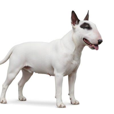 Bull Terrier