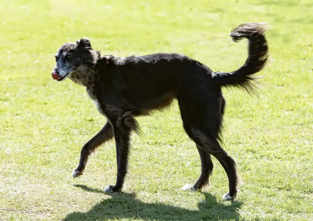 Silken Windhound Walking On Grass Side Profile
