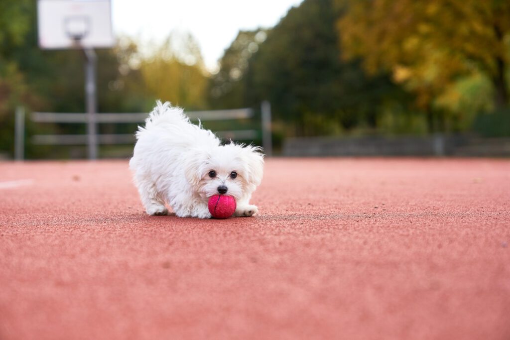 How To Adopt a Bolognese Dog in District Of Columbia