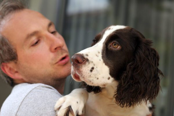 Springer Spaniel Being Held By The Owner Close Up