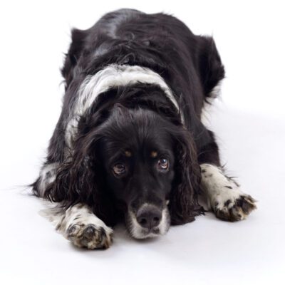 Springer Spaniel