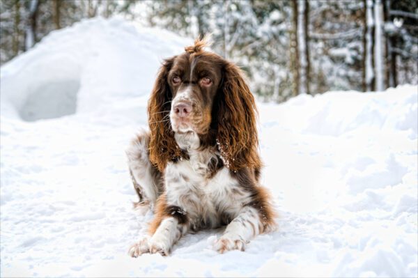 Springer Spaniel Lying In Snow Outdoors