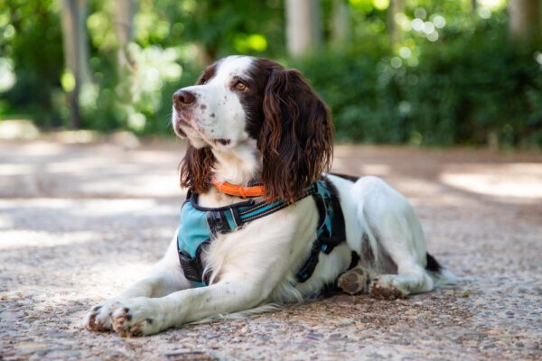 Springer Spaniel Lying On Ground In Park