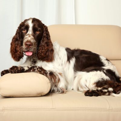 Springer Spaniel