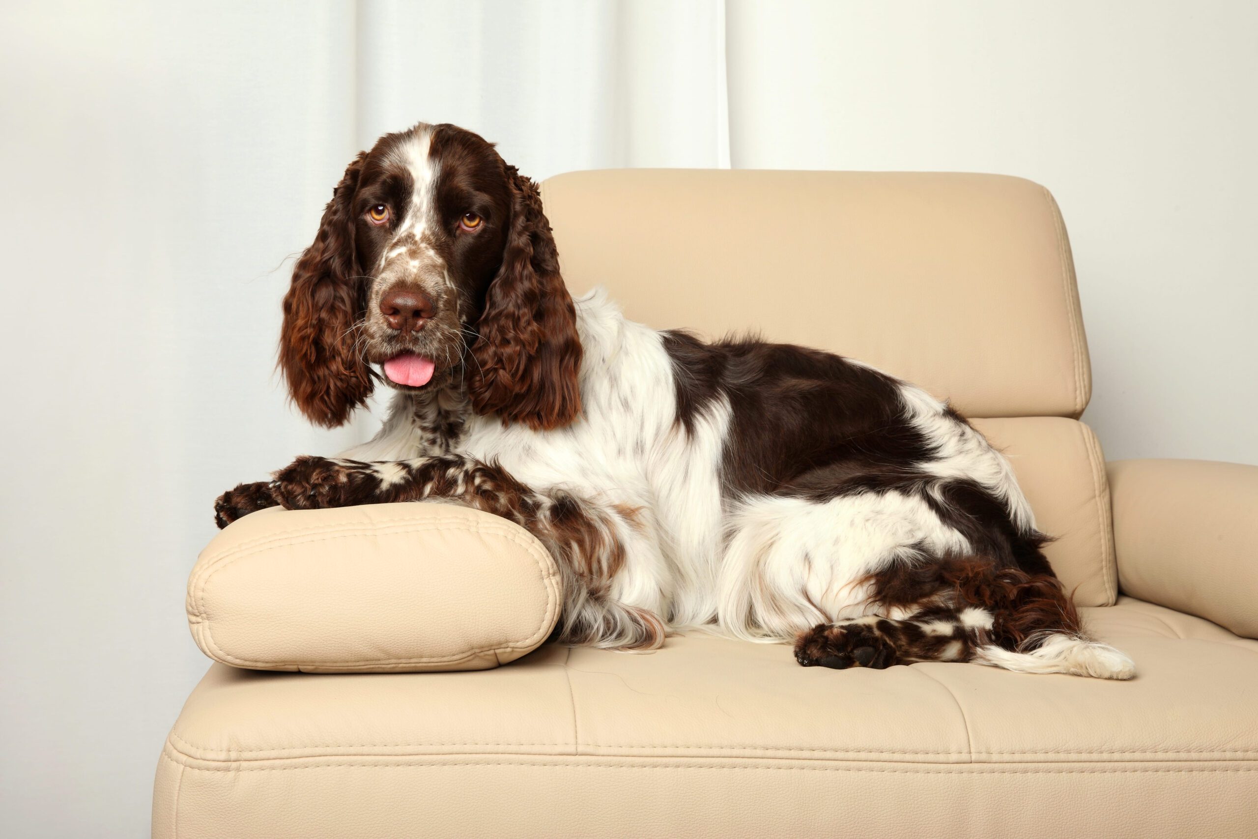 Springer Spaniel Adoption Guide