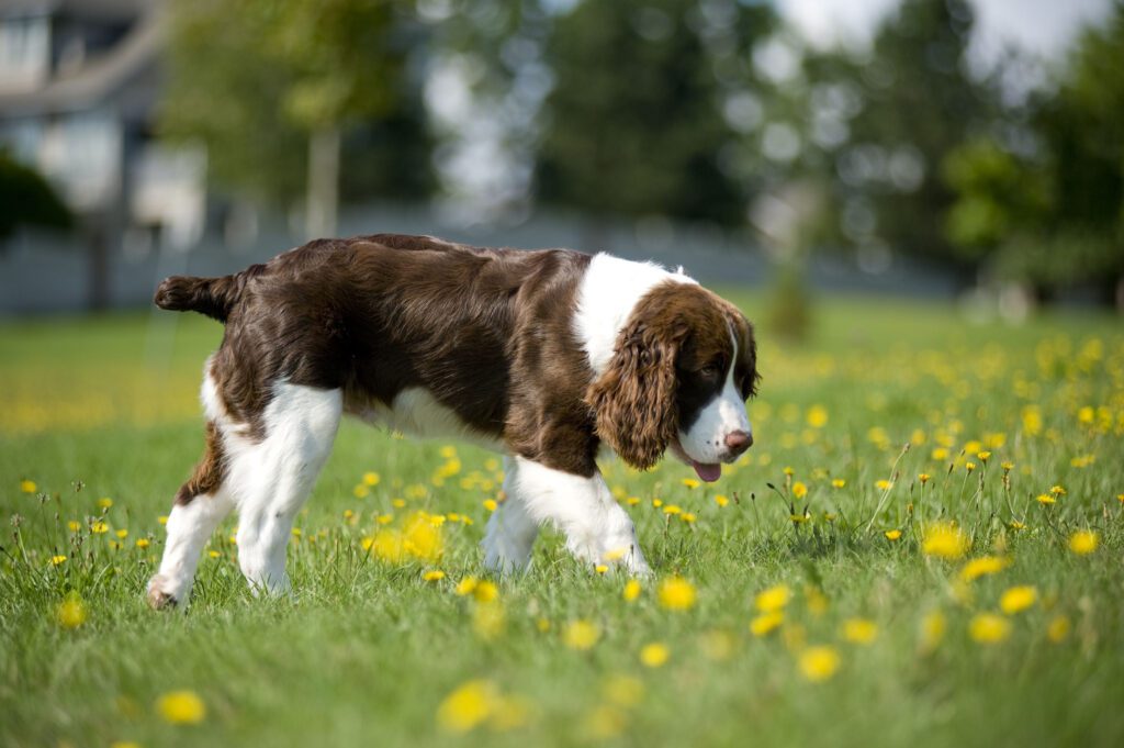 Springer Spaniel Sniffing Grass In Field