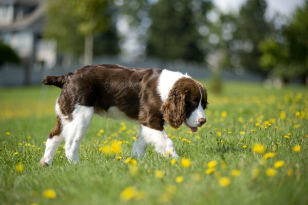 Springer Spaniel Sniffing Grass In Field