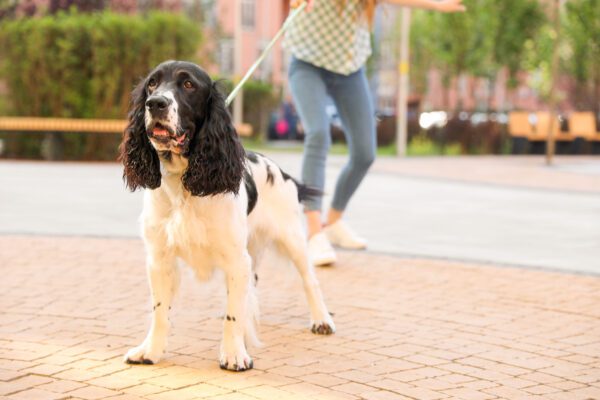Springer Spaniel Standing On Leash In City Street