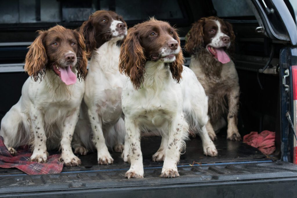 Springer Spaniels Sitting Together At The Back Of The Car