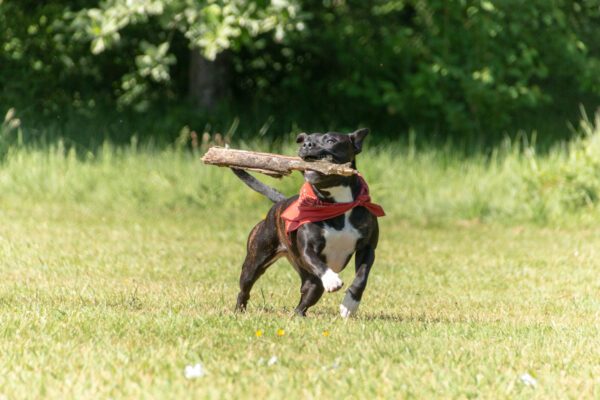 Staffordshire Bull Terrier Carrying Stick While Running