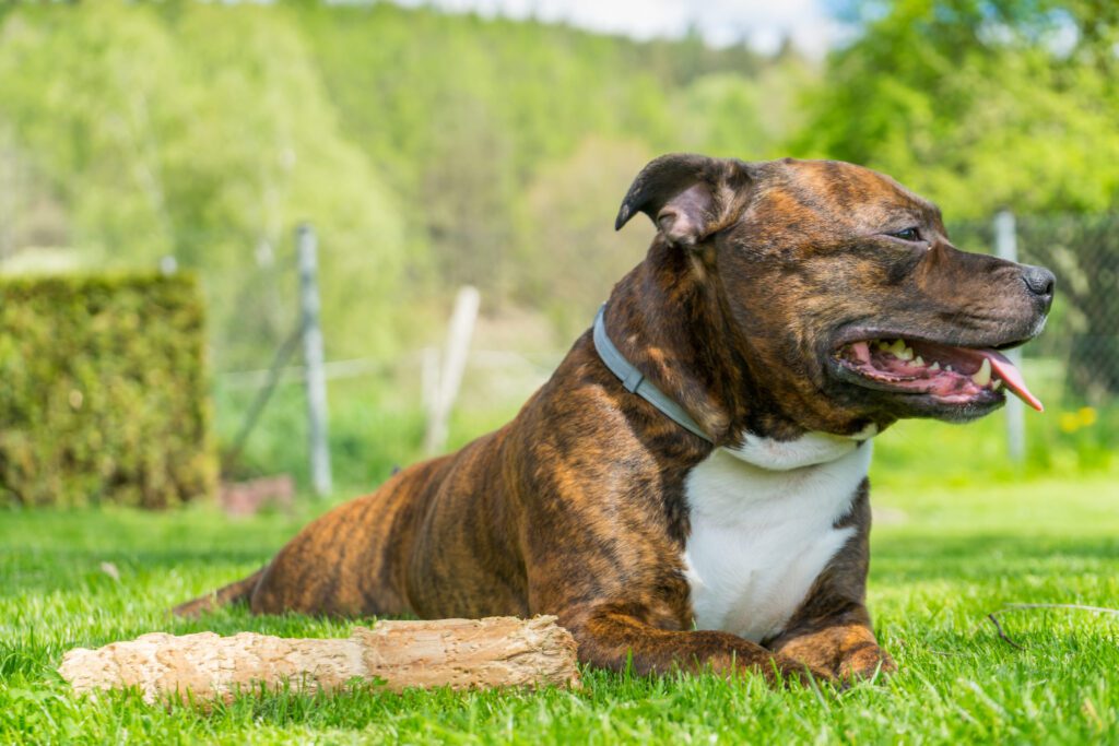 Staffordshire Bull Terrier Lying On Grass Outdoors