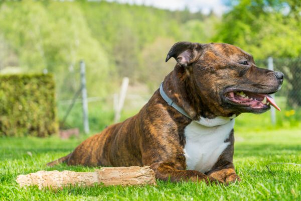 Staffordshire Bull Terrier Lying On Grass Outdoors