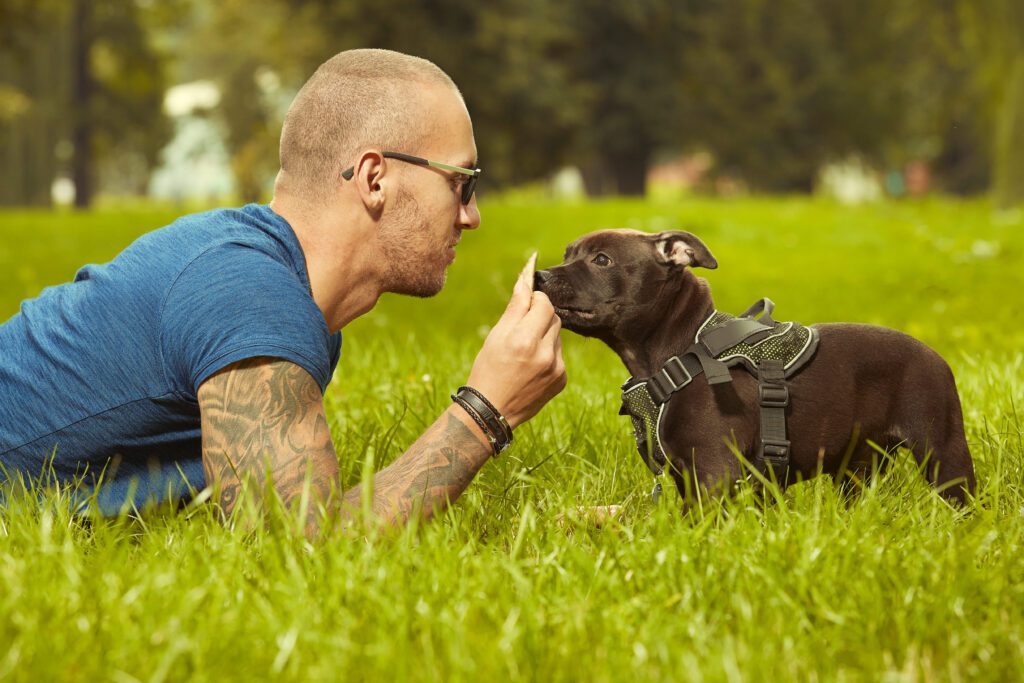 Staffordshire Bull Terrier Puppy Playing With Owner On Grass