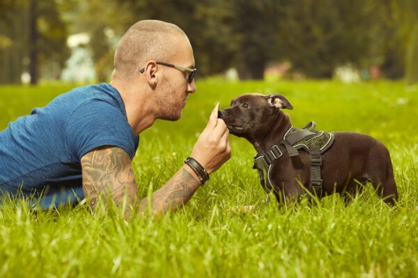 Staffordshire Bull Terrier Puppy Playing With Owner On Grass