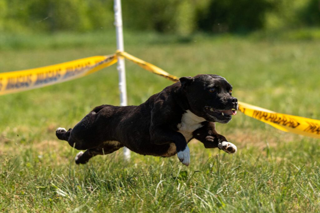 Staffordshire Bull Terrier Running Fast On Grass Field