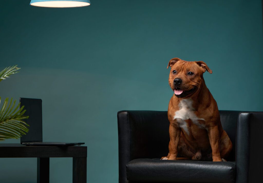 Staffordshire Bull Terrier Sitting On Chair Indoors