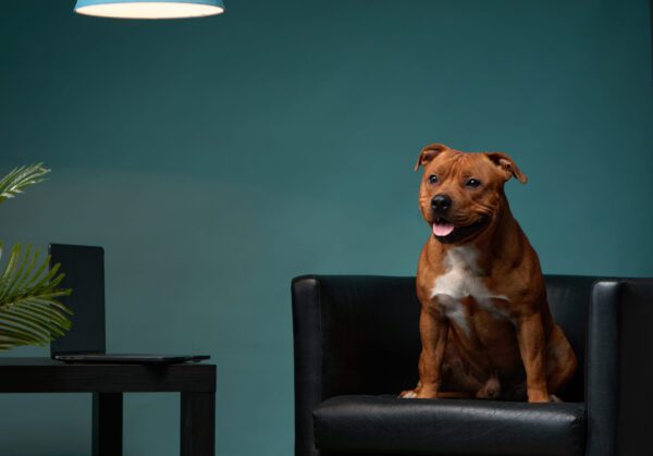 Staffordshire Bull Terrier Sitting On Chair Indoors