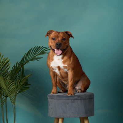 Staffordshire Bull Terrier