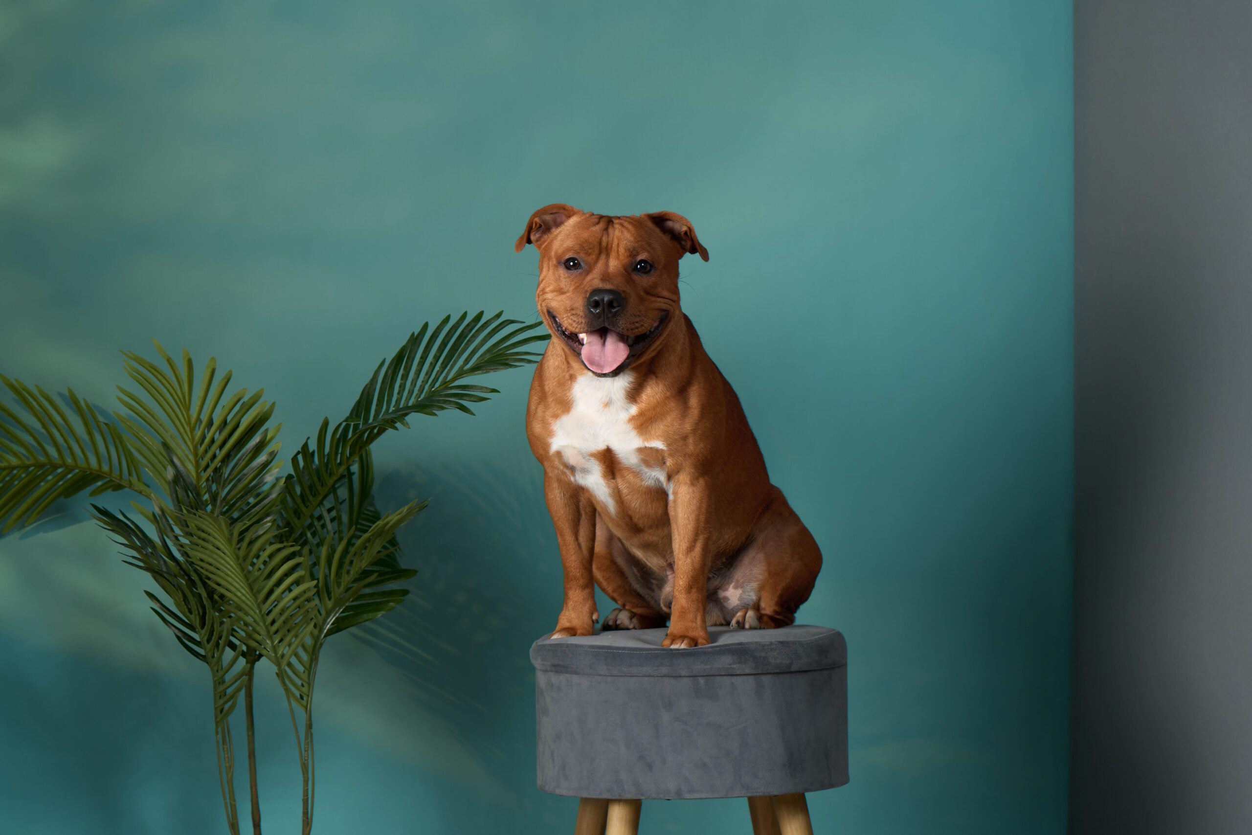 Staffordshire Bull Terrier Adoption Guide