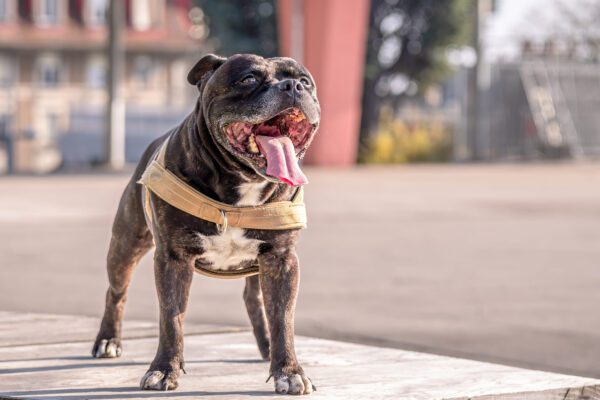 Staffordshire Bull Terrier Standing Outdoors Panting
