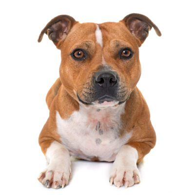 Staffordshire Bull Terrier