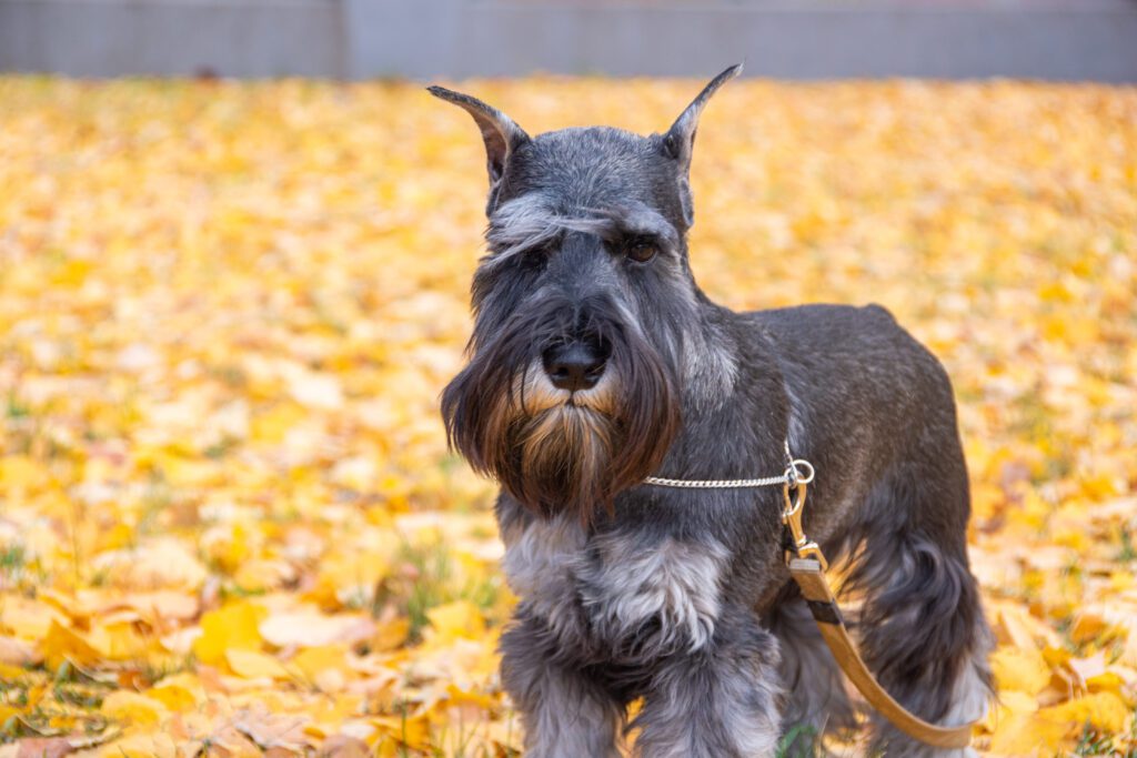 How To Adopt a Standard Schnauzer in Virginia