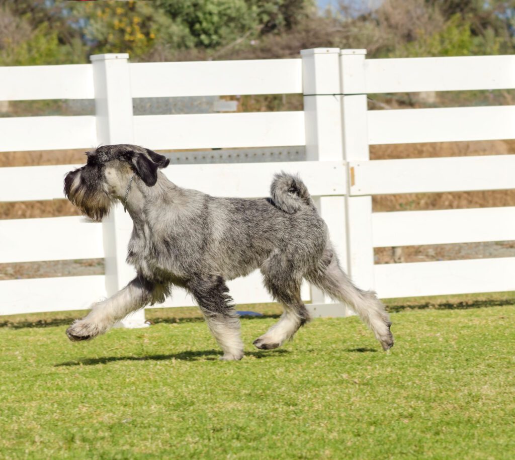 How to Adopt a Standard Schnauzer