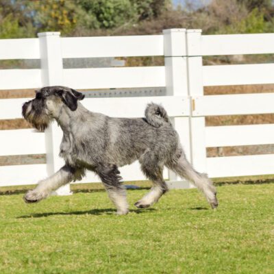 Standard Schnauzer