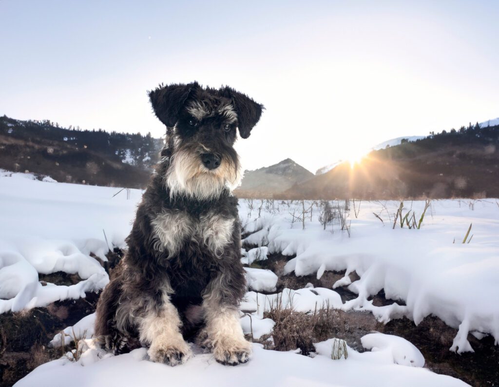 Standard Schnauzer Sitting In Snowy Landscape At Sunrise