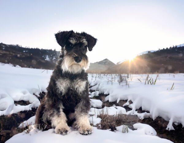 Standard Schnauzer Sitting In Snowy Landscape At Sunrise