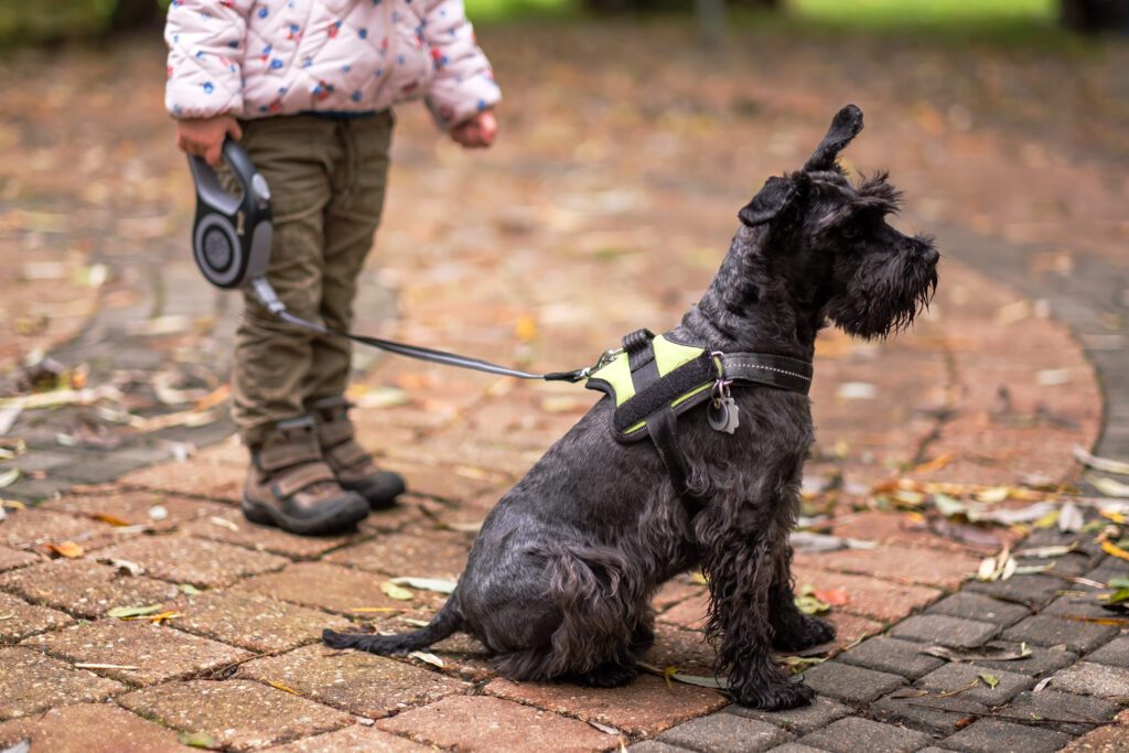 Standard Schnauzer Sitting On Leash With Owner Outdoors