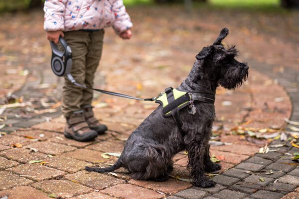 Standard Schnauzer Sitting On Leash With Owner Outdoors