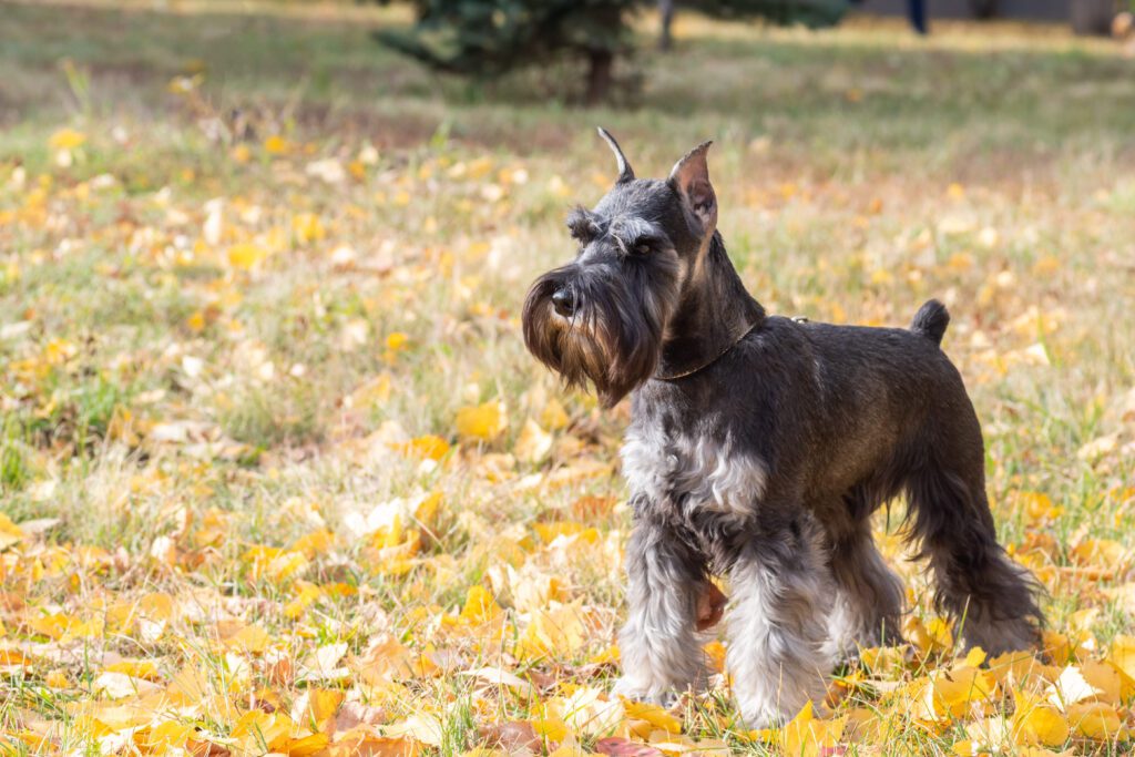 Standard Schnauzer Standing On Grass In Autumn Park