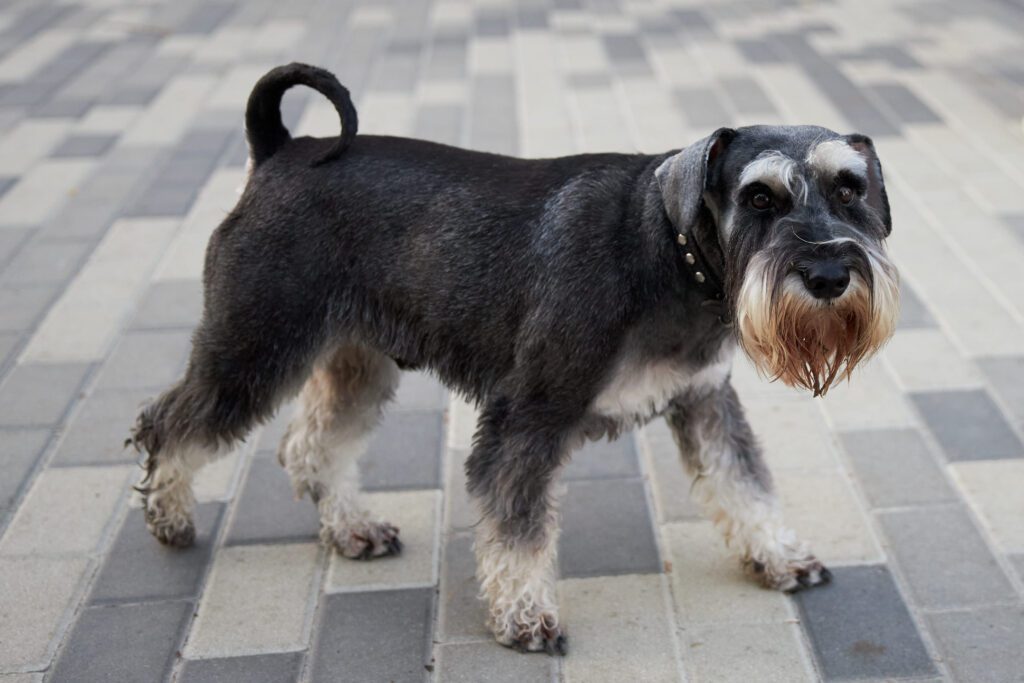 Standard Schnauzer Standing On Pavement Outdoors