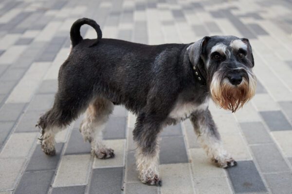 Standard Schnauzer Standing On Pavement Outdoors
