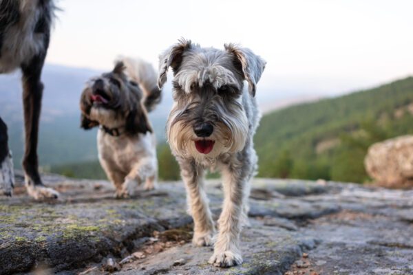 Standard Schnauzer Walking Together On Rocky Path With Another Dogs